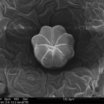 Swedish Ivy Leaf