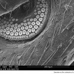 Underside of a Tick